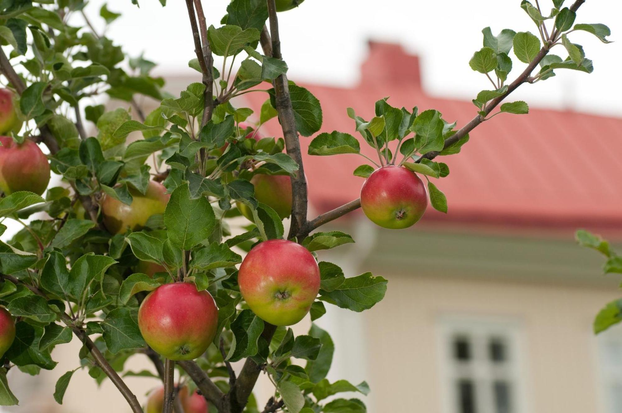 Stiftsgarden Konferens & Hotell Skellefteå Kültér fotó